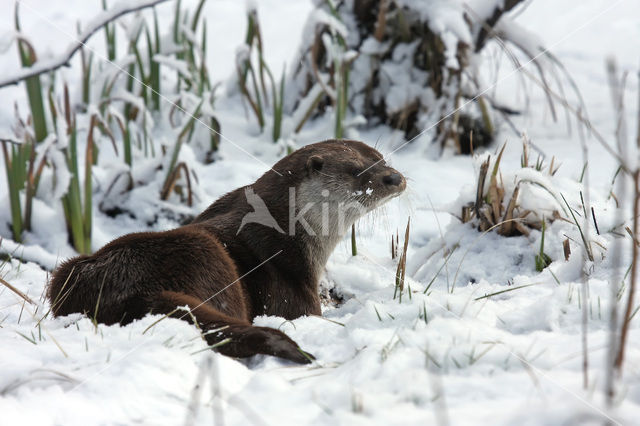 European Otter (Lutra lutra)