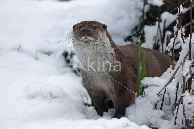 European Otter (Lutra lutra)