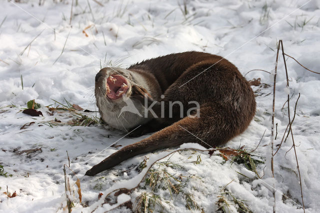 European Otter (Lutra lutra)