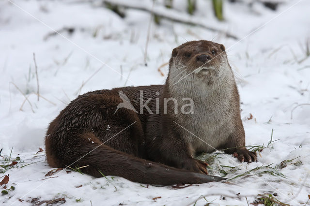 European Otter (Lutra lutra)