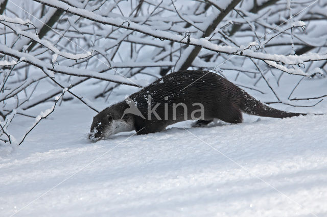 European Otter (Lutra lutra)