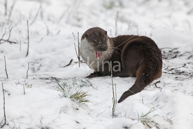 European Otter (Lutra lutra)