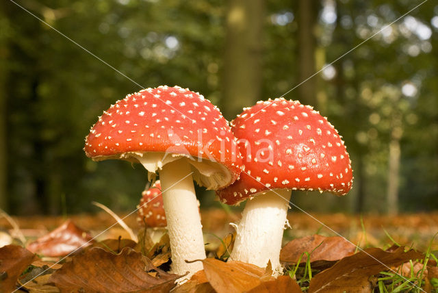 Fly agaric (Amanita muscaria)