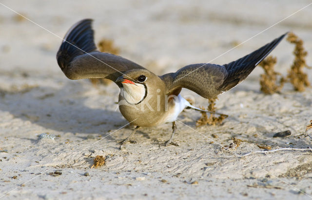 Collared Pratincole