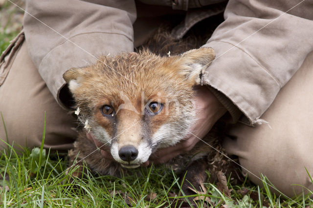 Fox (Vulpes vulpes)