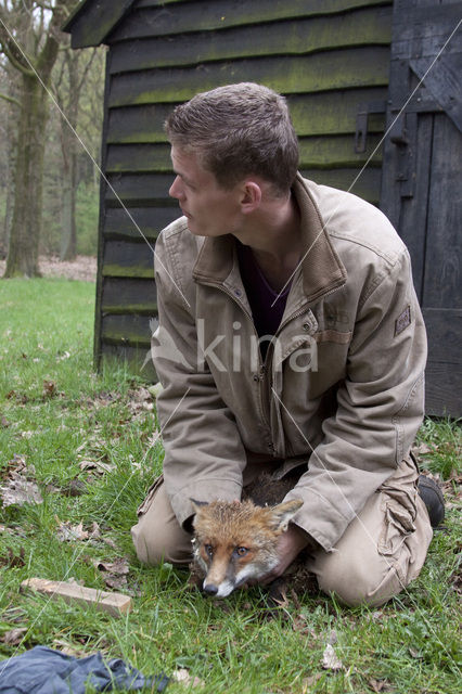 Vos (Vulpes vulpes)
