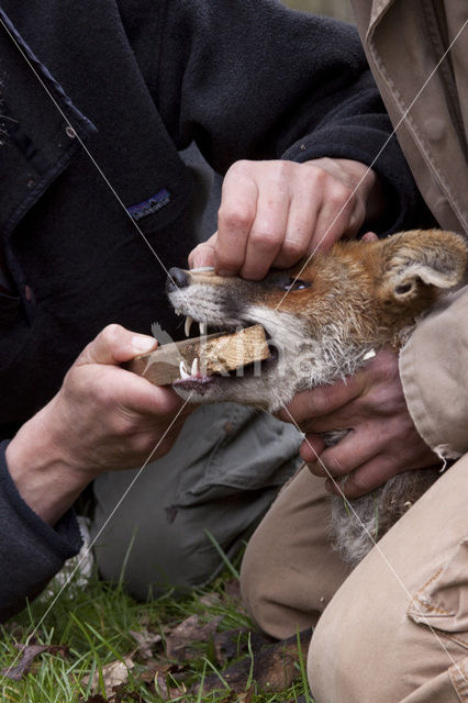 Fox (Vulpes vulpes)