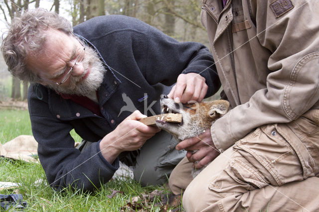 Fox (Vulpes vulpes)