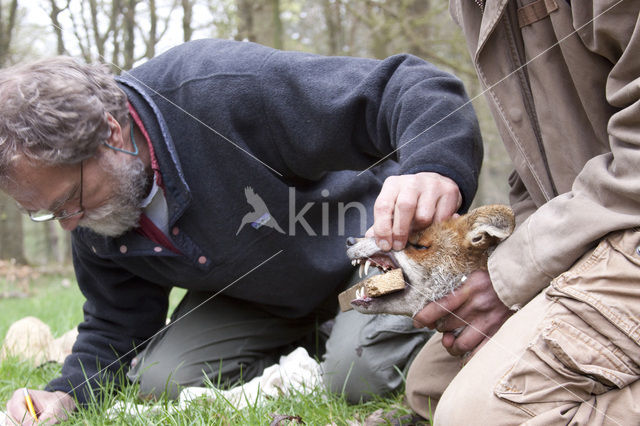 Fox (Vulpes vulpes)