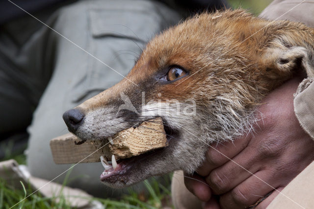 Fox (Vulpes vulpes)