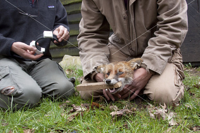 Fox (Vulpes vulpes)