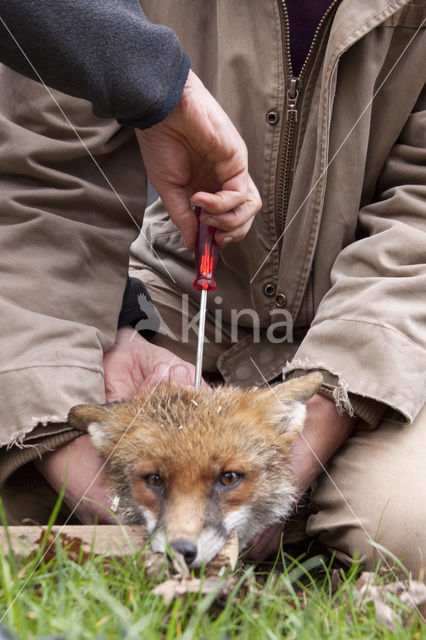 Fox (Vulpes vulpes)