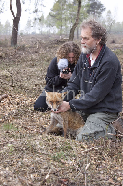 Fox (Vulpes vulpes)