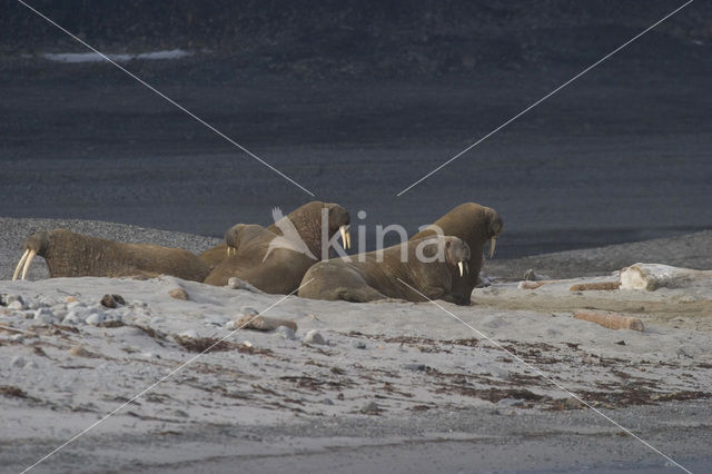 Walrus (Odobenus rosmarus)