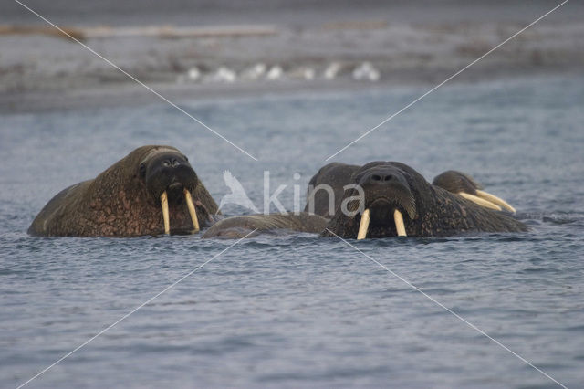 Walrus (Odobenus rosmarus)