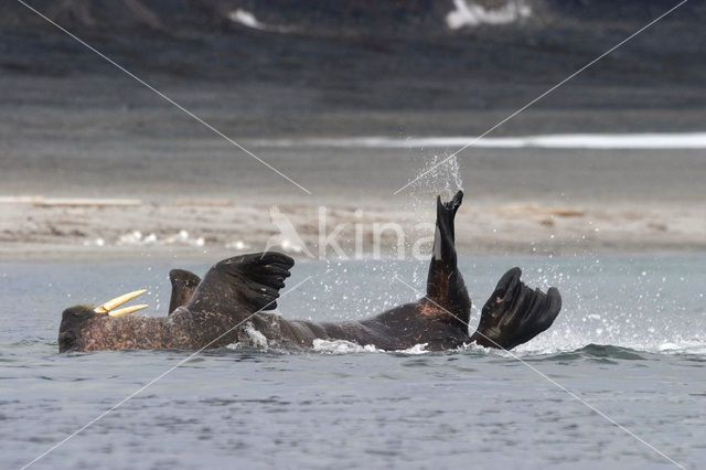 Walrus (Odobenus rosmarus)