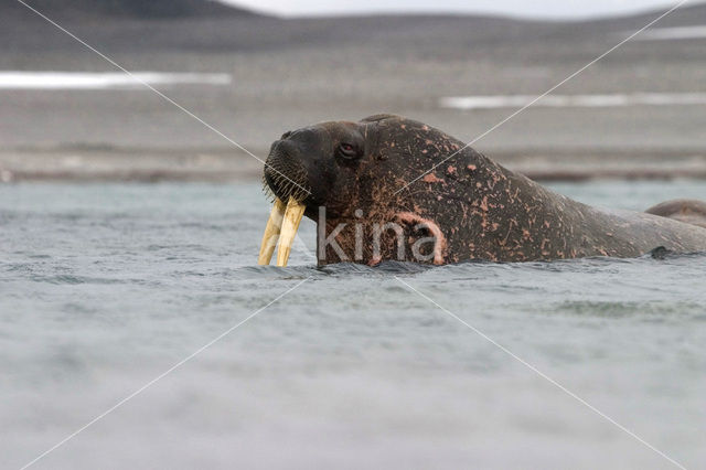 Walrus (Odobenus rosmarus)