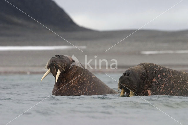 Walrus (Odobenus rosmarus)