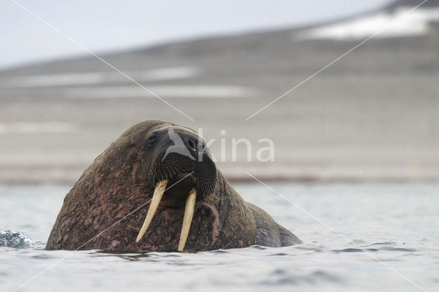 Walrus (Odobenus rosmarus)