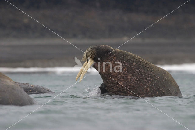 Walrus (Odobenus rosmarus)