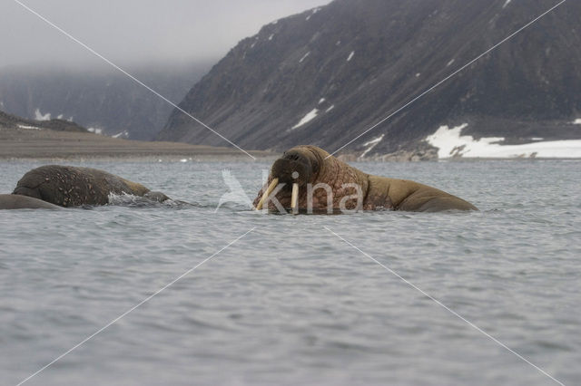 Walrus (Odobenus rosmarus)