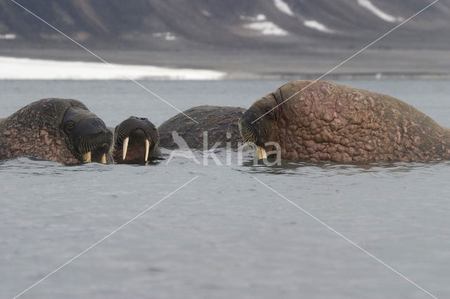 Walrus (Odobenus rosmarus)