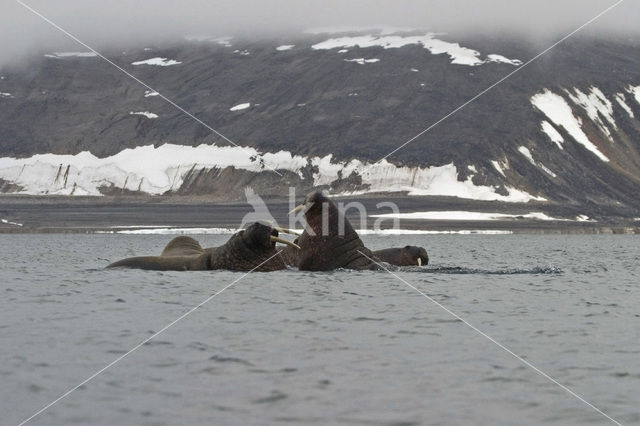 Walrus (Odobenus rosmarus)