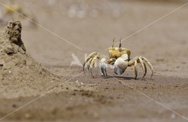 Fiddler Crab species (Uca spec.)