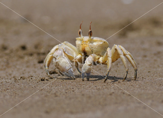 Fiddler Crab species (Uca spec.)