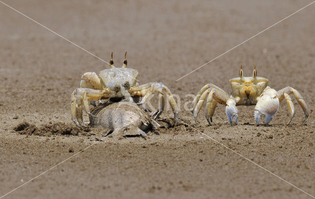 Fiddler Crab species (Uca spec.)