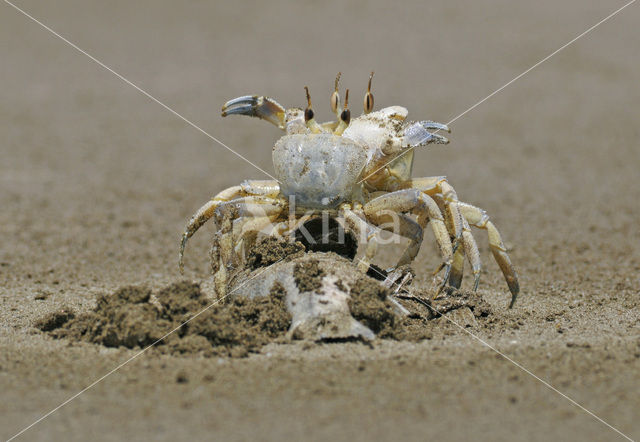 Fiddler Crab species (Uca spec.)
