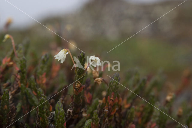 white arctic mountain heather (Cassiope tetragona)