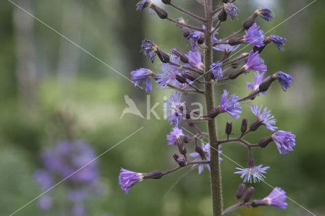 Wilde cichorei (Cichorium intybus)