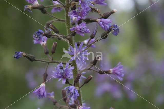 Wilde cichorei (Cichorium intybus)