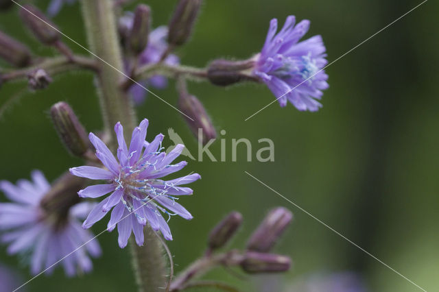 Chicory (Cichorium intybus)