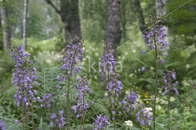 Wilde cichorei (Cichorium intybus)