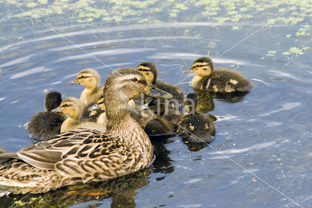 Mallard