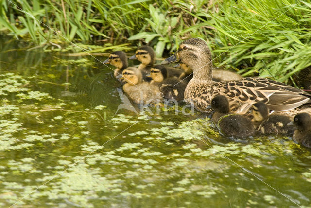 Mallard