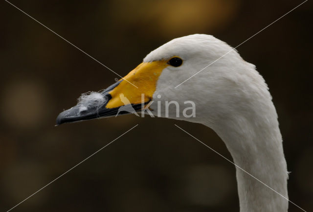 Whooper Swan (Cygnus cygnus)