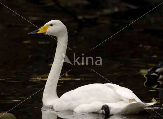 Wilde Zwaan (Cygnus cygnus)