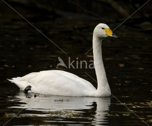 Wilde Zwaan (Cygnus cygnus)