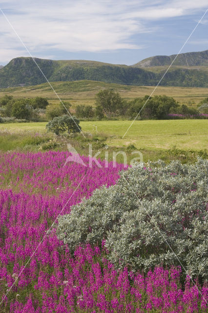 Wilgeroosje (Chamerion angustifolium)