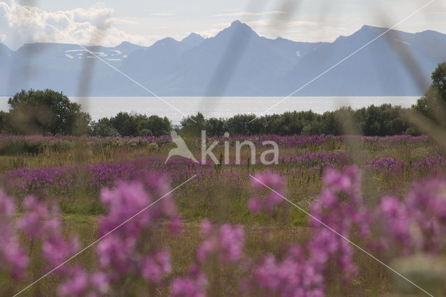 Rosebay Willowherb (Chamerion angustifolium)