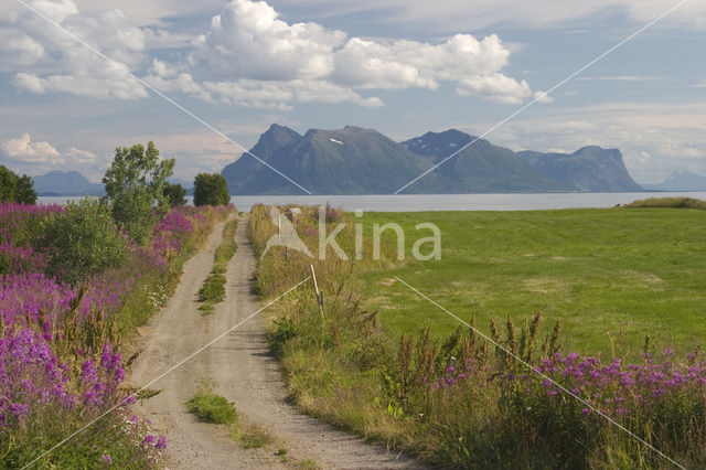 Rosebay Willowherb (Chamerion angustifolium)