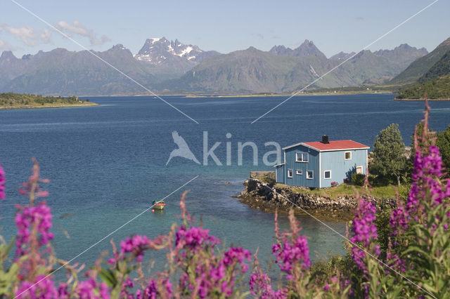 Rosebay Willowherb (Chamerion angustifolium)