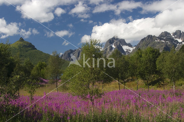 Rosebay Willowherb (Chamerion angustifolium)