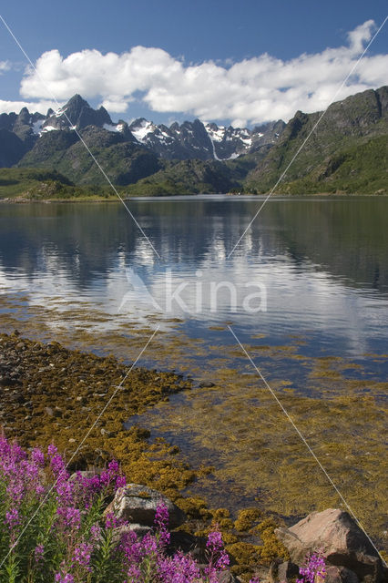 Wilgeroosje (Chamerion angustifolium)