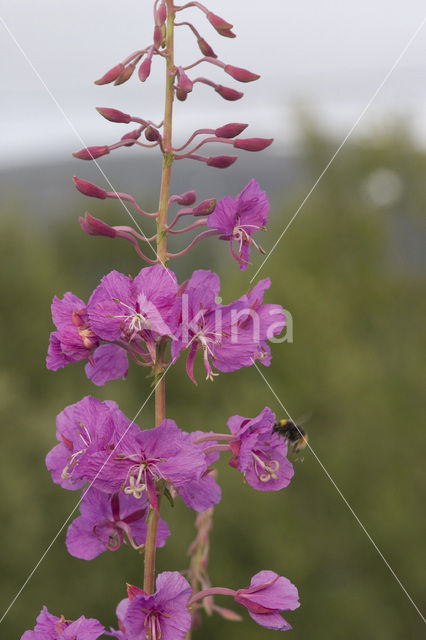 Wilgeroosje (Chamerion angustifolium)