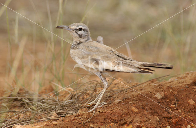 Greater Hoopoe-Lark (Alaemon alaudipes)