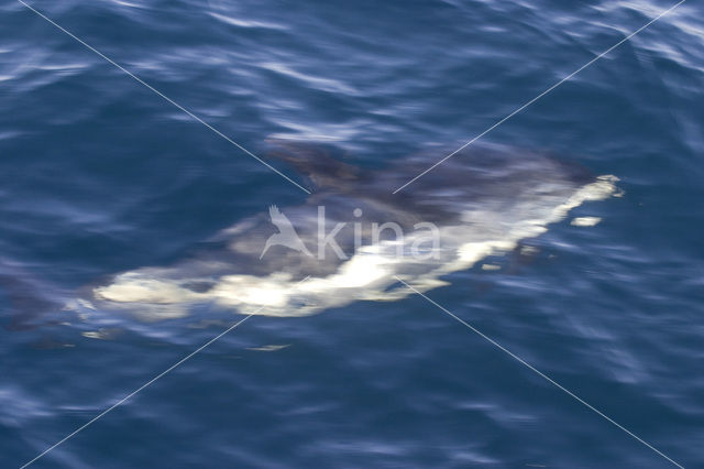 Atlantic White-sided Dolphin (Lagenorhynchus acutus)